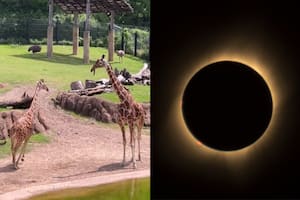 La reacción de los animales ante el eclipse causó estupor en los visitantes de un zoológico en Texas