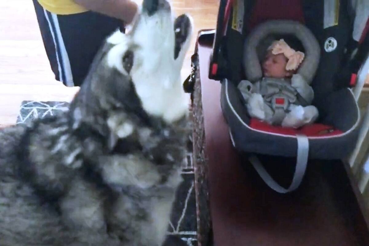 La reacción de un perro al conocer a la primera bebé de la familia sorprendió a todos por la forma en la que el animal demostró su felicidad