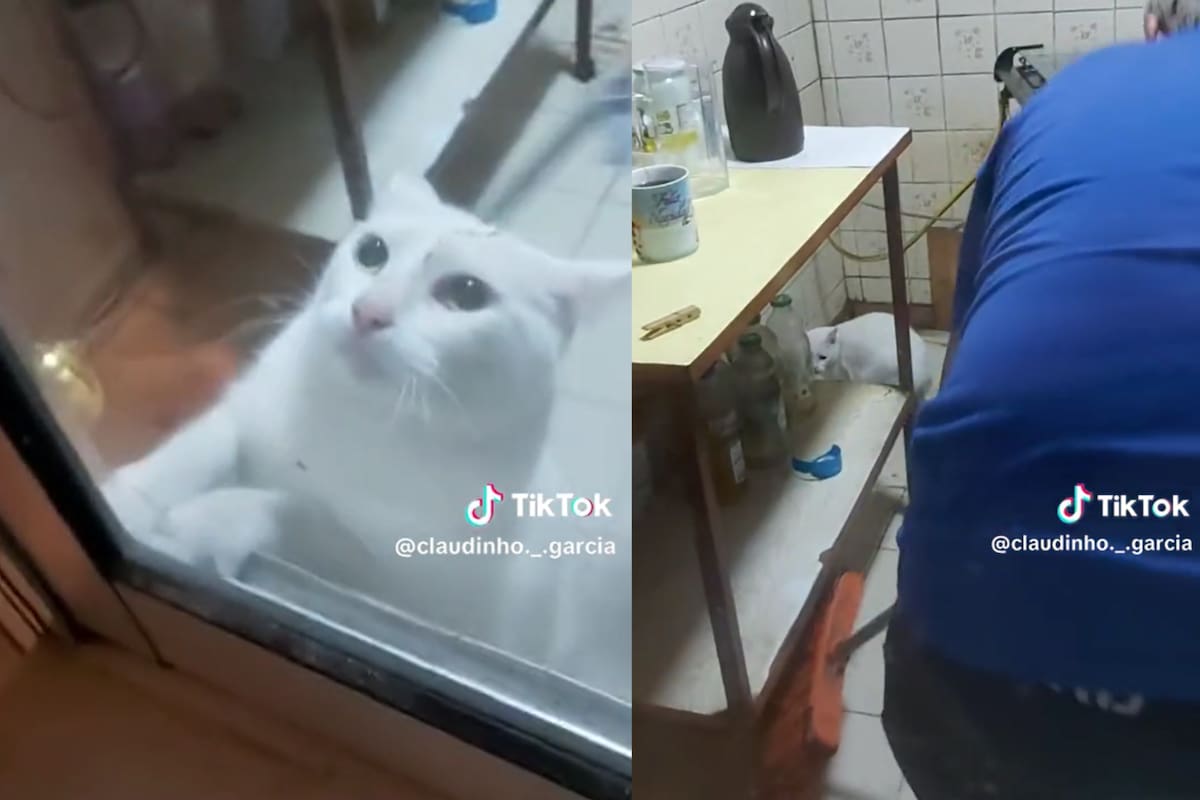La reacción de una gata al ver un ratón que descolocó a todos en las redes