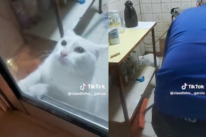 La reacción de una gata al ver un ratón que descolocó a todos en las redes