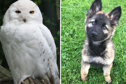 La reacción de una lechuza a la presencia de un cachorro de pastor alemán en su casa se hizo viral con millón y medio de visitas