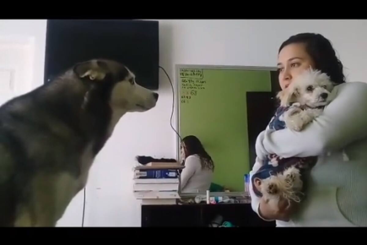 La reacción del perro al ser retado generó ternura en las redes sociales