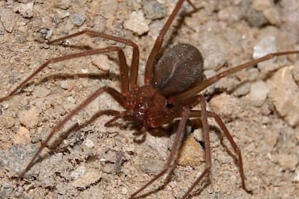 La reclusa parda, también conocida como araña violinista, es de color marrón claro a oscuro y posee una marca en forma de violín en su cefalotórax (Nationalgeographic)