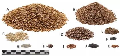 La reconstrucción de los ingredientes de la última comida del Hombre de Tollund (Foto: PS Henriksen / Museo Nacional Danés)