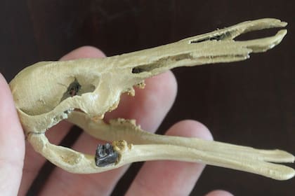 La reconstrucción del cráneo de patagorhynchus pascuali