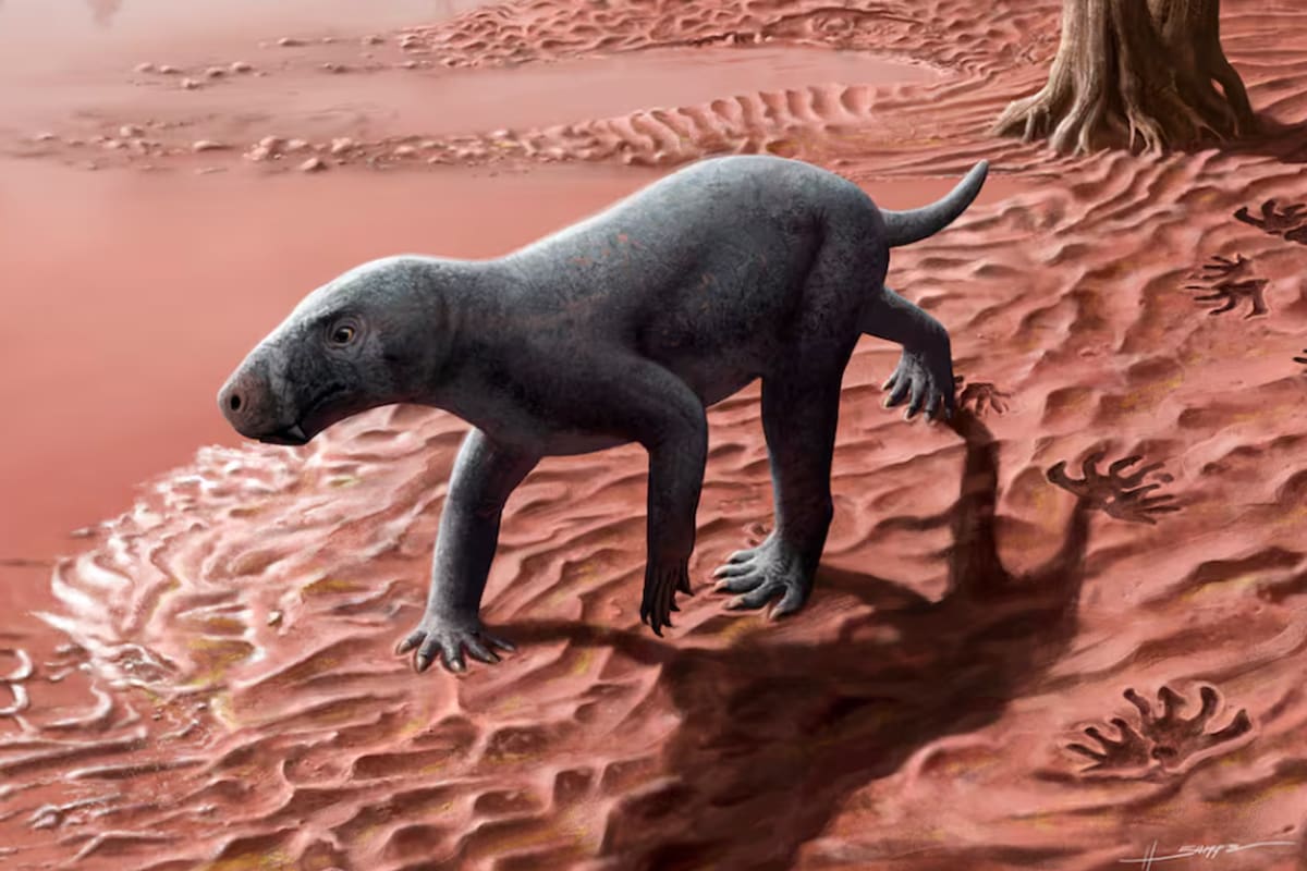 La reconstrucción del gorgonopsio hallado en Mallorca