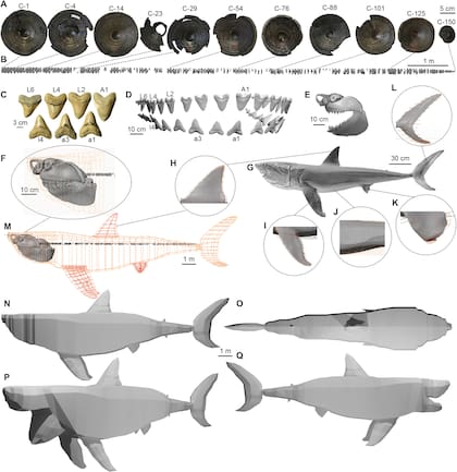 La reconstrucción en tercera dimensión de un megalodón