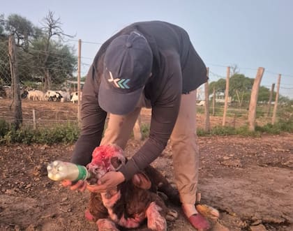 La recorrida implica observar cada detalle: si una vaca está por parir, si ya lo hizo, si el ternero mamó y cómo está el ombligo