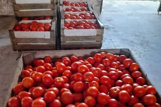 Rescataron más de 1,6 millones de kilos de alimentos frescos