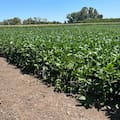 Se conocieron los esperados resultados de la red nacional de cultivares