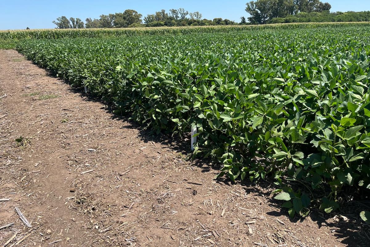 La red integrada por el INTA y ASA presentó información generada en 66 localidades del país sobre el comportamiento productivo, agronómico y sanitario