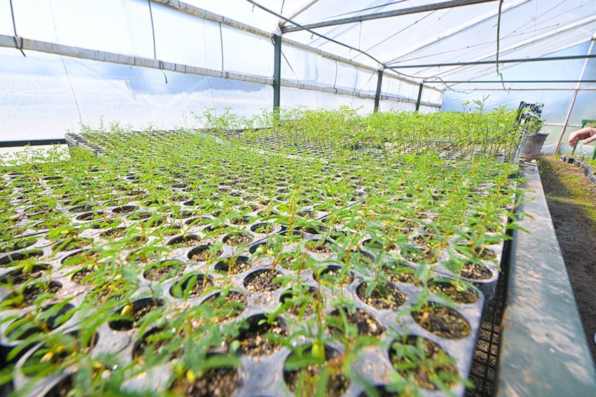 La red provee especies que después se entregan a los productores