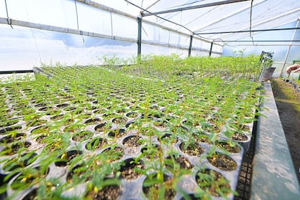 La red provee especies que después se entregan a los productores