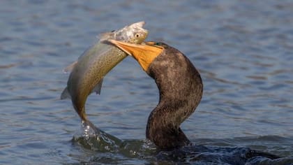 La reducción del tamaño de los peces afecta a todos los integrantes del ecosistema