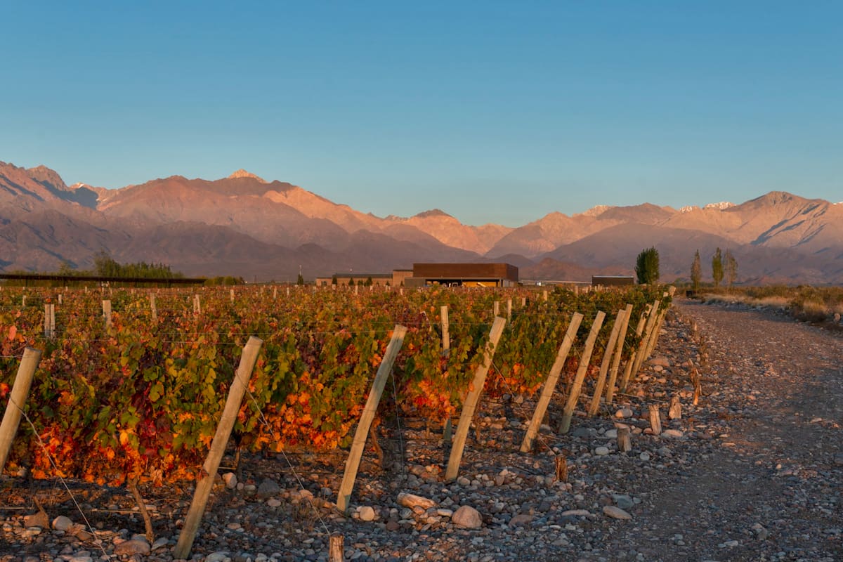 La región de Los Chacayes, en el Valle de Uco, al pie de la Cordillera de los Andes, consiguió la “denominación de origen” o Indicación Geográfica (IG)