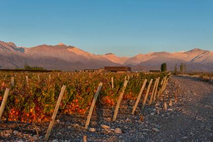 La región de Los Chacayes, en el Valle de Uco, al pie de la Cordillera de los Andes, consiguió la “denominación de origen” o Indicación Geográfica (IG)