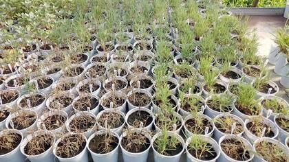 La región en donde se realizó el proyecto experimental fue en los partidos de Saavedra y Trenque Lauquen, en el oeste bonaerense