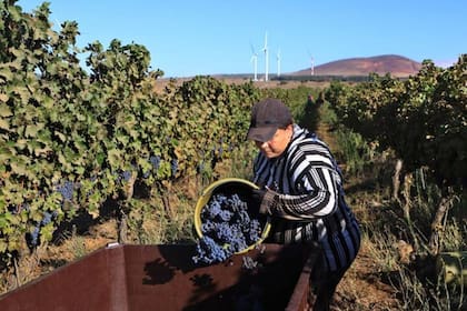 La región es fértil, lo que permite a Israel cultivar viñedos y criar ganado