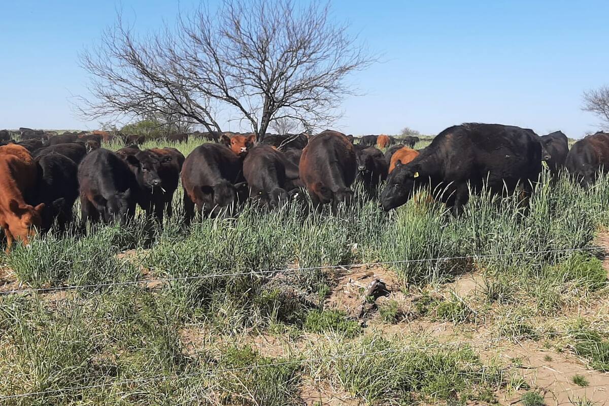 La región sur y este de Mendoza se verá beneficiada por los acueductos que facilitarán el acceso al agua