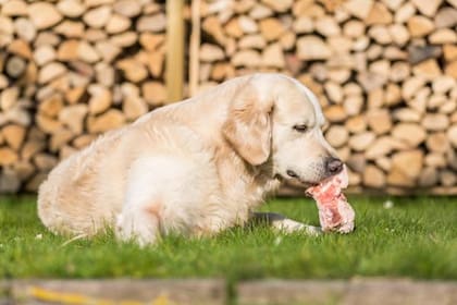 La regularidad en la nutrición canina favorece el equilibrio metabólico de los animales domésticos