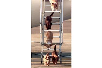 La reina Isabel II de Gran Bretaña, amante de los perros de raza corgi; solía llevarlos con ella en sus viajes