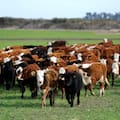 Una medida tributaria largamente esperada para la producción ganadera