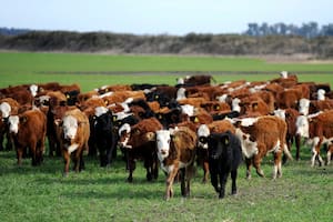 Una medida tributaria largamente esperada para la producción ganadera