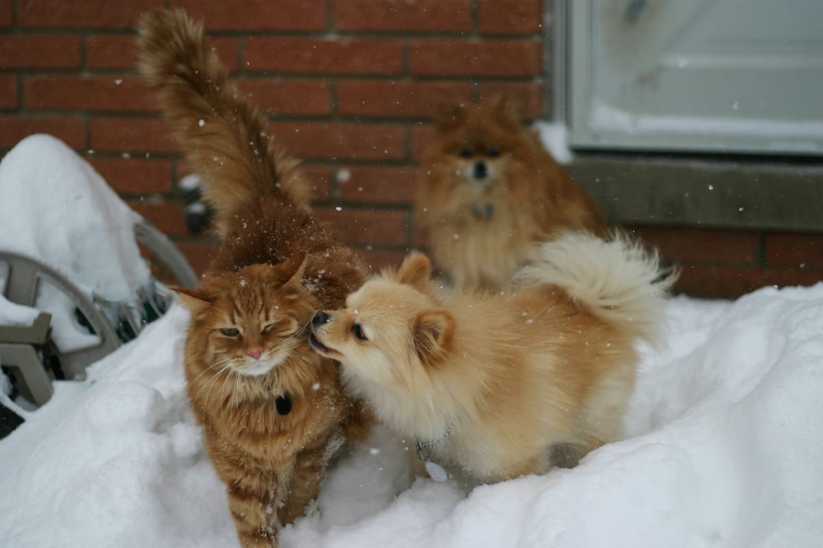 La relación entre perros y gatos puede ser armoniosa o conflictiva, dependiendo de la personalidad y manejo humano
(Foto: ilustrativa de Unsplash)