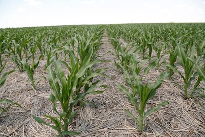 La relación insumo-producto es favorable para la fertilización del maíz