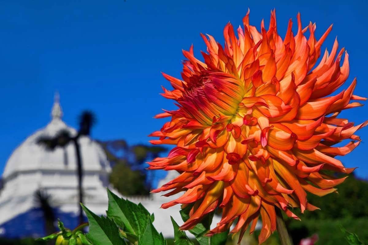 La relevancia de la dalia, reconocida oficialmente como la flor nacional de México desde 1963, en esta ciudad de California
