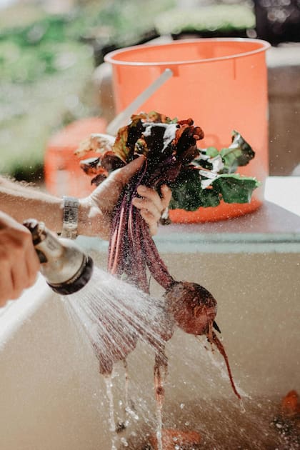 La remolacha es uno de los principales ingredientes del Agua de Obispo, una bebida tradicional de Zacatecas (Pexels/Julia Avamotive)