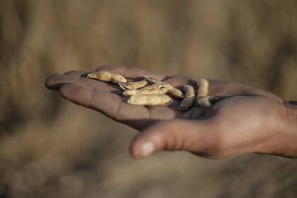 La reposición de nutrientes es esencial para mantener la competitividad del cultivo