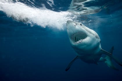 La reproducción en tiburones implica rituales complejos