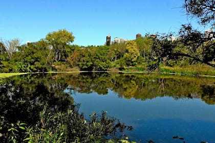 La Reserva Ecológica de Vicente López, a muy pocos minutos del frenesí porteño, es un refugio de silencio y naturaleza nativa.