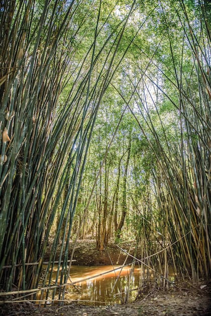 La reserva incluye un cañaveral, especie naturalizada, además de otras exóticas que son típicas del paisaje del Delta