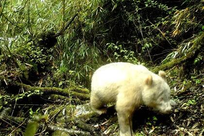 La reserva natural planea instalar más cámaras infrarrojas para observar su crecimiento y cómo interactúa con otros pandas gigantes en el área