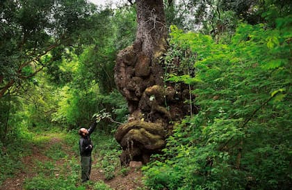 La Reserva Portal de Piedra linda con Las Lancitas y juntas protegen las yungas y el chaco serrano.