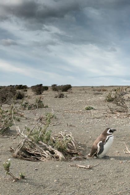 La Reserva Provincial Cabo Vírgenes está en pleno proceso de puesta en valor.