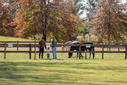 La reserva también tiene un sector con caballos para conocer.