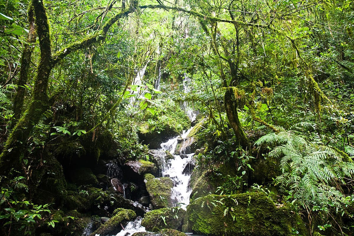 La reserva Yabotí, en Misiones