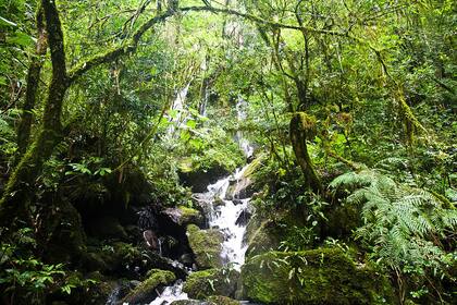 La reserva Yabotí, en Misiones
