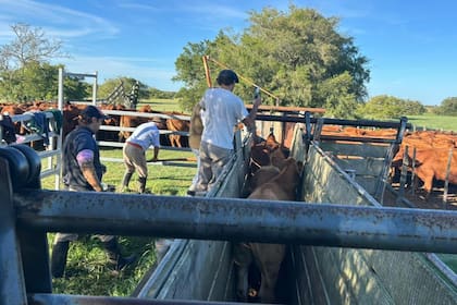 La resolución del Juzgado Nacional de Primera Instancia del Trabajo N° 63 dispuso frenar la vigencia de 83 artículos lo que generó una rápida reacción de entidades representativas del campo y la agroindustria