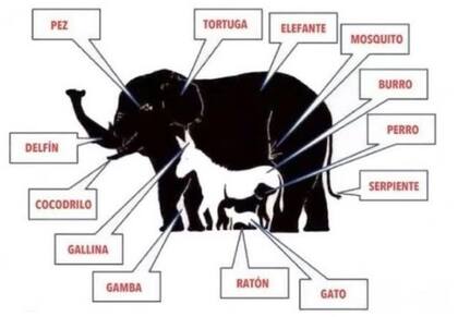 La respuesta al desafío de los animales ocultos.
