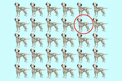 La respuesta al desafío viral del dálmata