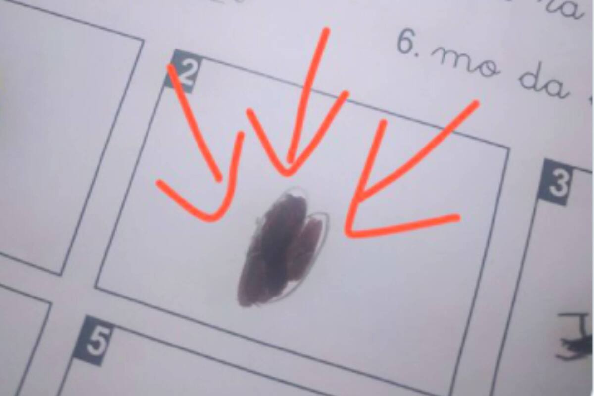 La respuesta de una niña en un ejercicio escolar que hizo estallar Twitter