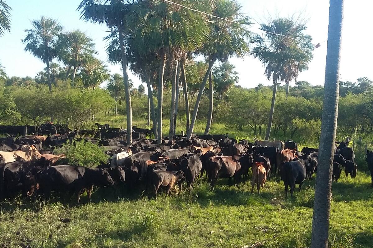 La restricción a las exportaciones de alimentos complica la crisis alimentaria global