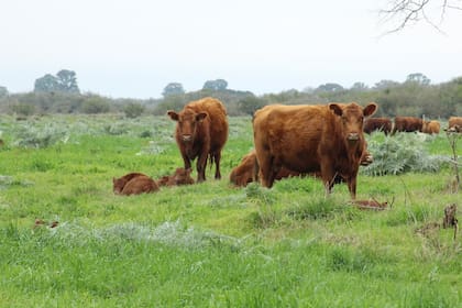 La retención de animales, especialmente de hembras, puede contribuir a recomponer las existencias y sostener la producción ganadera futura
