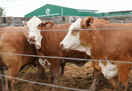 La retención de vientres, el aumento del peso de faena y la búsqueda de más kilos por animal aparecen como algunas de las señales de una actividad que intenta recomponer su capacidad productiva