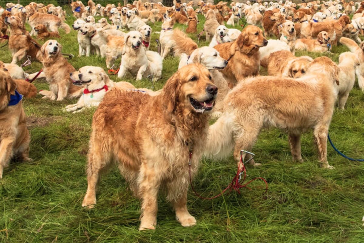 La reunión será de 2500 perros Golden Retriever