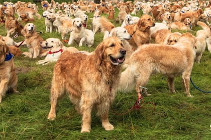 La reunión será de 2500 perros Golden Retriever
